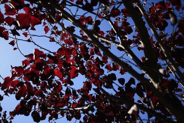 Trees provide shade, clean the air, and reduce runoff and pollution. They can even increase property values. (Photo by: Zach St. George)